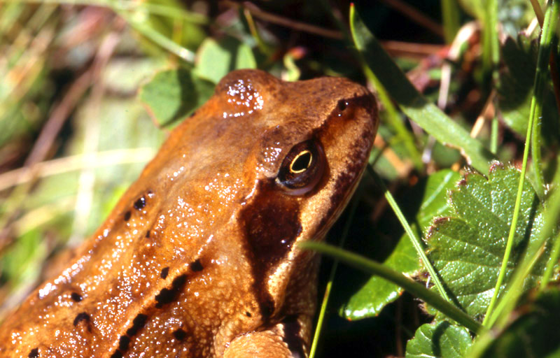 Rana temporaria e girino albino